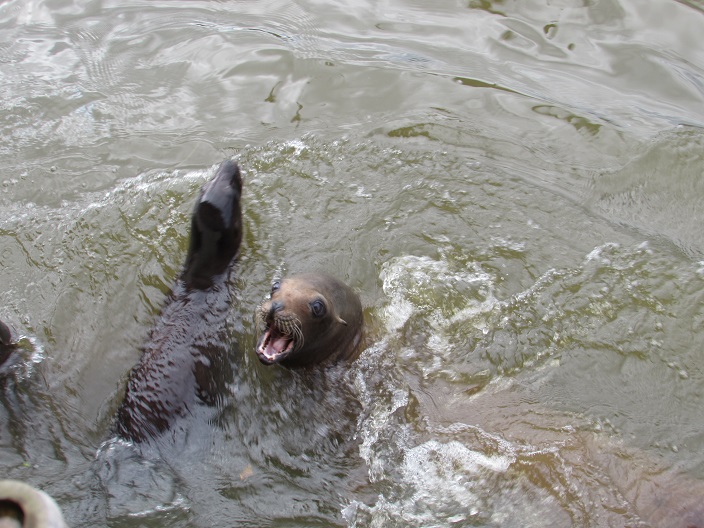 sea lions at Longleat