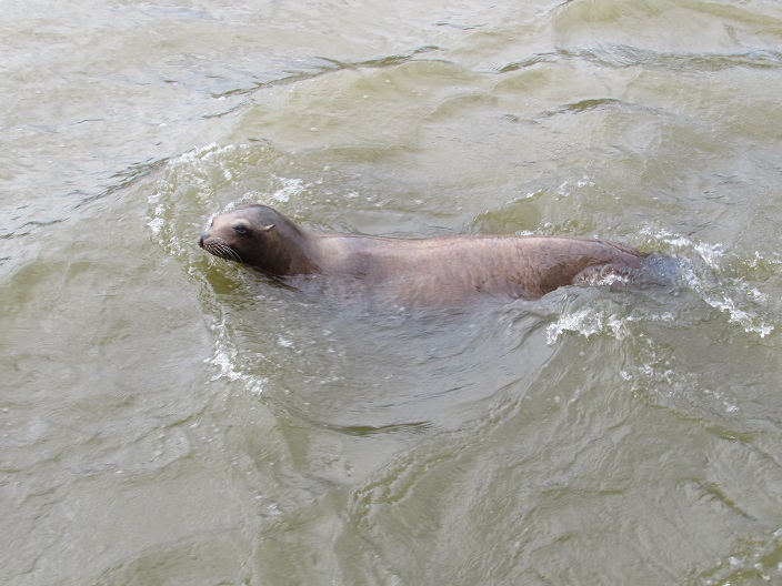 Swimming sea lion