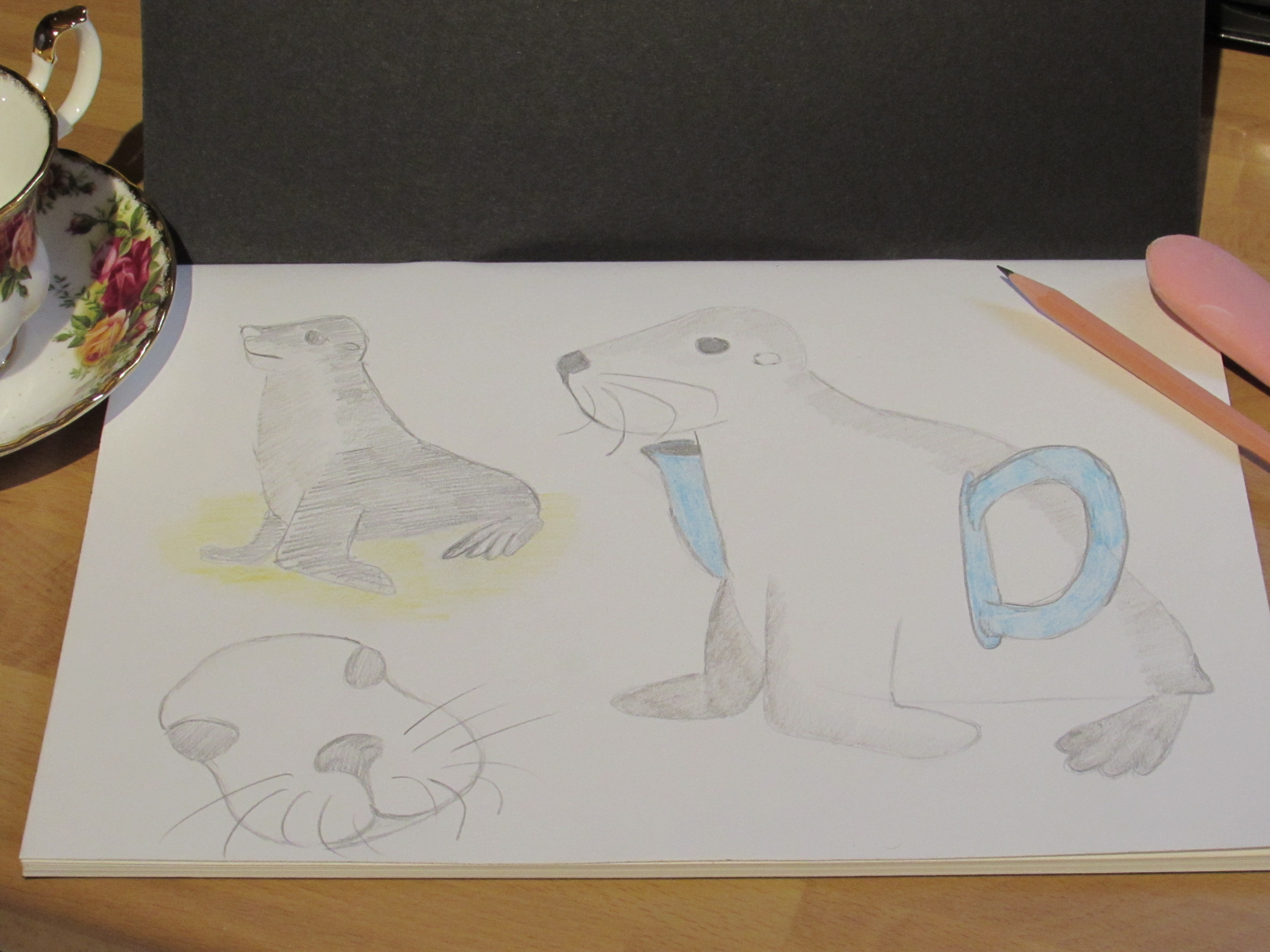 Sea lion Sketch