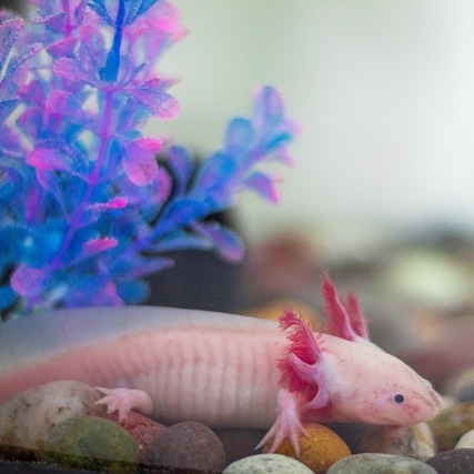 Axolotl side view showing body shape for tea cosy design