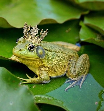 Frog Tea Cosy