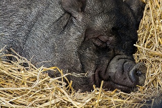 Pig Tea Cosy