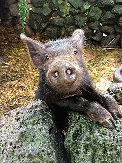 Pig Tea Cosy