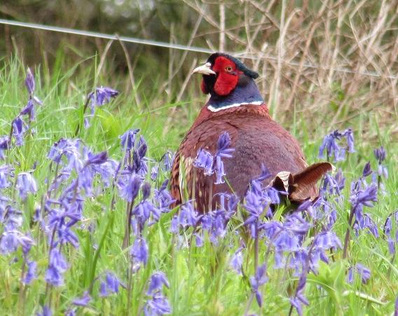 Bluebell Tea Cosy