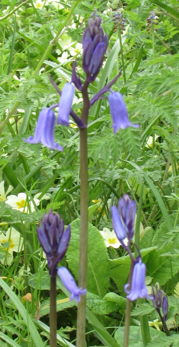 Bluebell Tea Cosy