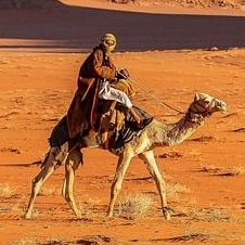 Wise Man on a Camel