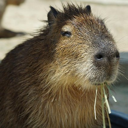 TeaCosyFolk Capybara Tea Cosy Design