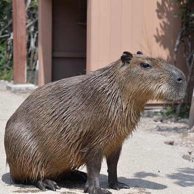 TeaCosyFolk Capybara Tea Cosy Design