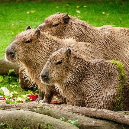 TeaCosyFolk Capybara Tea Cosy Design