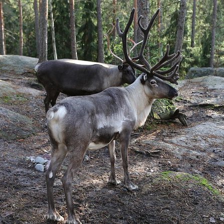 Christmas Knitting an exhausted looking reindeer