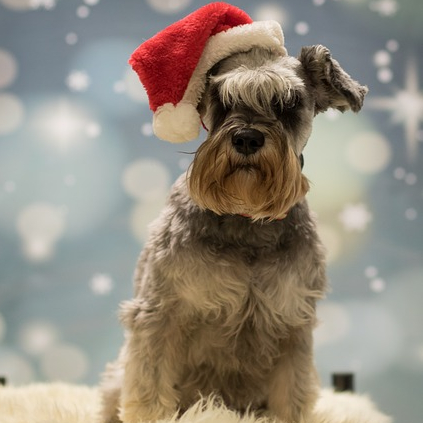 Miniature Schnauzer Tea Cosy