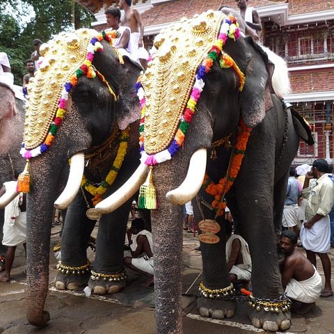 Decorated Elephant Tea Cosy