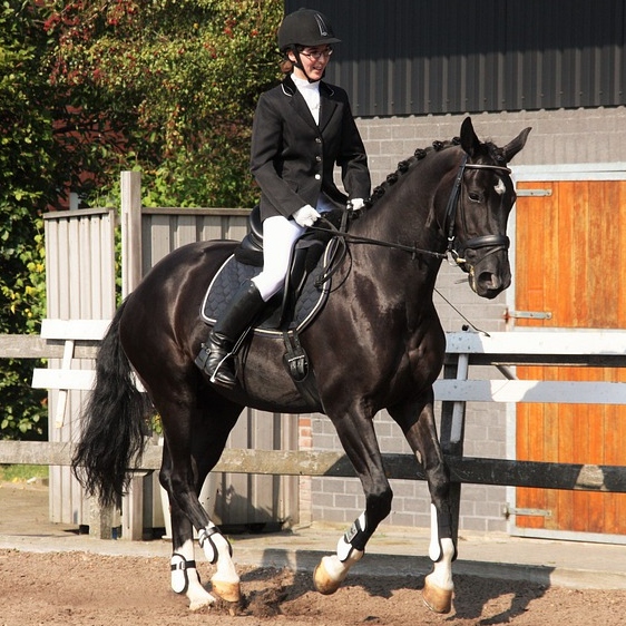 Dressage Tea Cosy