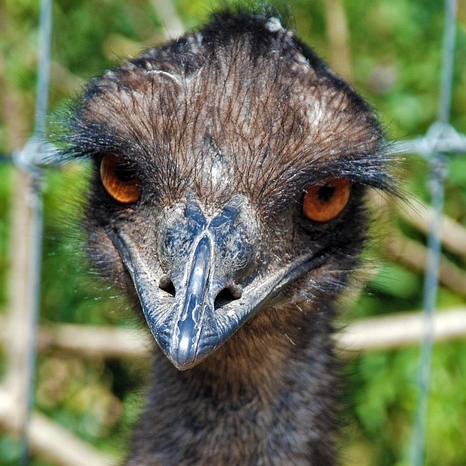 Emu Tea Cosy