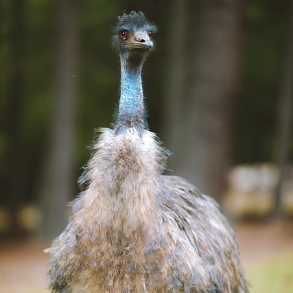 Emu Tea Cosy