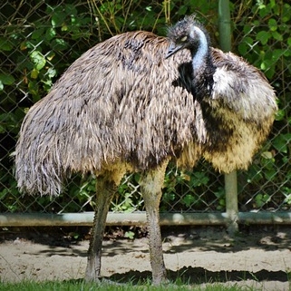 Emu Tea Cosy