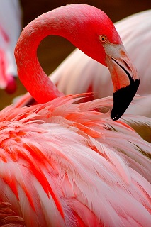 Flamingo Tea Cosy