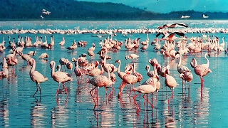Flamingo Tea Cosy