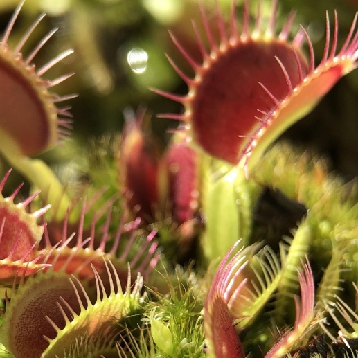Detail of Venus Fly Trap teeth and colourful trap lining