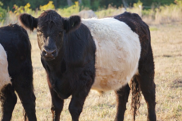 Beltie Tea Cosy