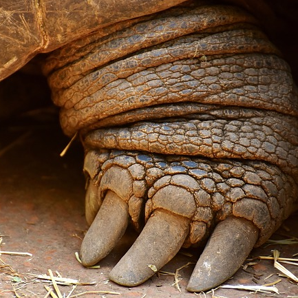 Galapagos Giant Tortoise Tea Cosy