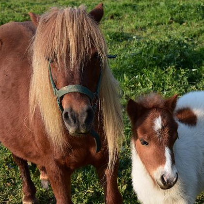 Shetland Pony Tea Cosy