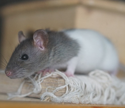 Pumpkin and Rat Tea Cosy