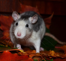 Pumpkin and Rat Tea Cosy