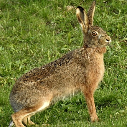 March Hare Tea Cosy