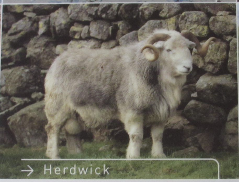 Scottish Sheep Cushion