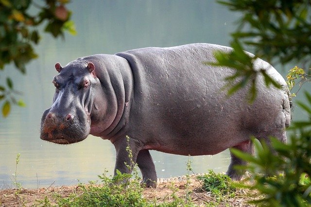 Hippo Tea Cosy