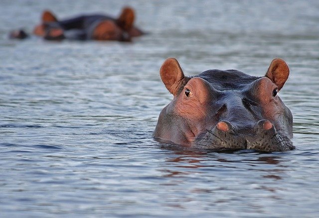 Hippo Tea Cosy