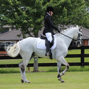 Dressage Tea Cosy