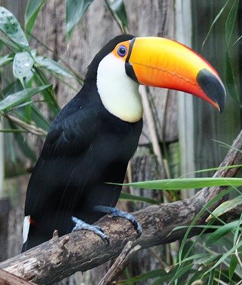 Toucan Tea Cosy