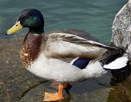 Mallard Duck Tea Cosy