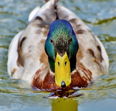 Mallard Duck Tea Cosy