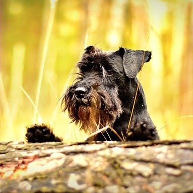 Miniature Schnauzer Tea Cosy