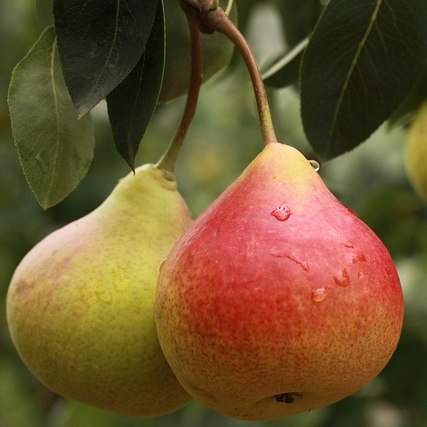 Partridge in a Pear Tree Christmas Table Decoration pears