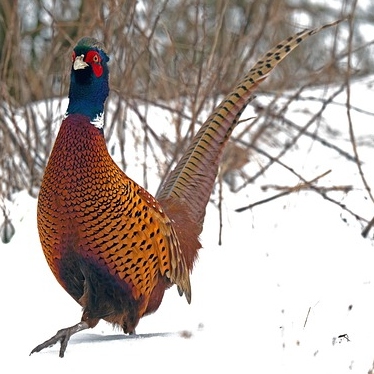 Pheasant Tea Cosy Design Sketch in the snow