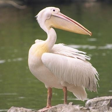 Pelican Tea Cosy