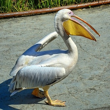Pelican Tea Cosy