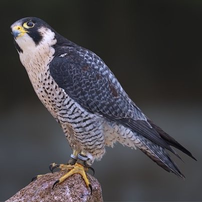 Peregrine Falcon Tea Cosy Design