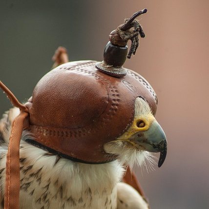 Peregrine Falcon Tea Cosy Design