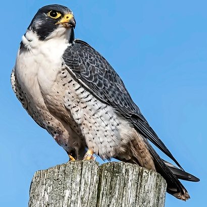 Peregrine Falcon Tea Cosy Design