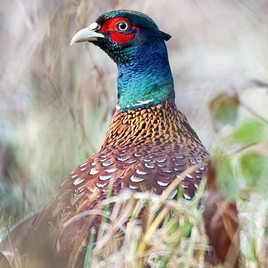 Pheasant Tea Cosy Design Sketch for knitting inspiration head