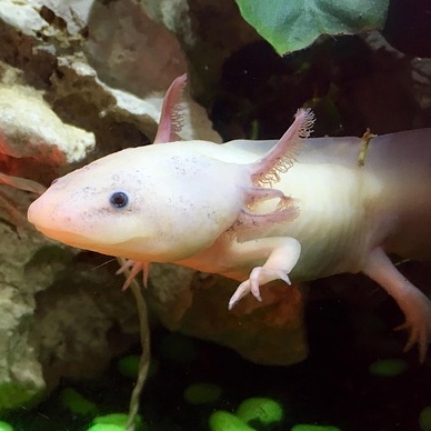 Axolotl close up of gills showing fluffy frond texture for DK yarn interpretation