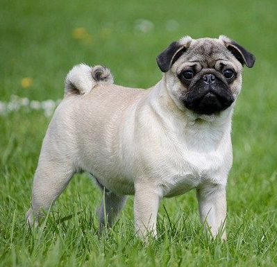 Pug Dog Tea Cosy