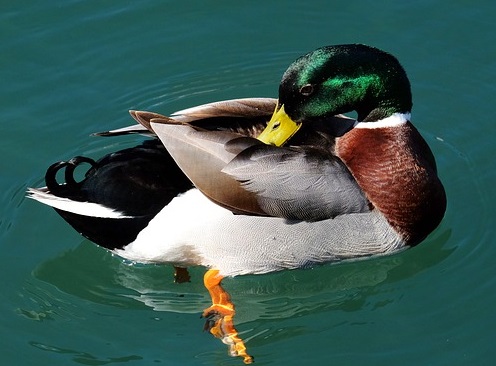 Mallard Duck Tea Cosy