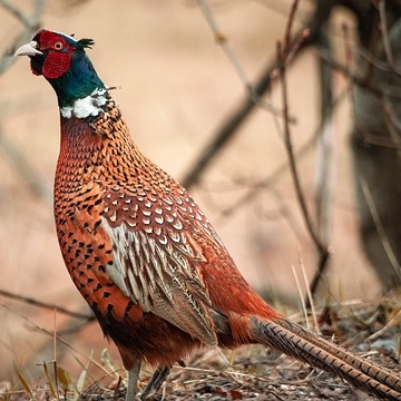 Pheasant Tea Cosy Design Sketch side profile