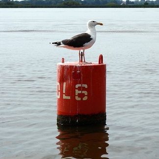 Buoy Tea Cosy